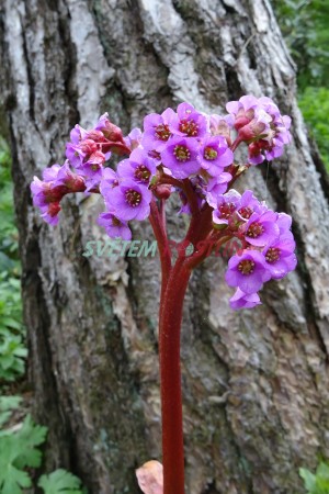 bergenie srdit - Bergenia cordifolia