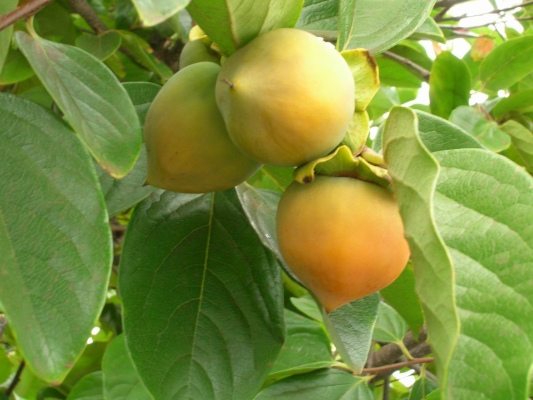 tomel japonsk - Diospyros kaki