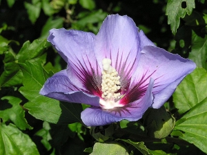 ibiek syrsk - Hibiscus syriacus