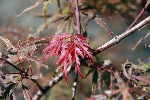 javor dlanitolist Dissectum Garnet - Acer palmatum Dissectum Garnet