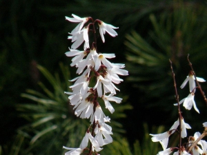 abéliovník dvouřadý - Abeliophyllum distichum