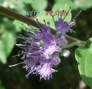 oechokdlec clandonsk Heavenly Blue - Caryopteris  clandonensis Heavenly Blue