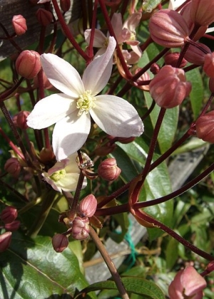 plamnek armandv Apple Blossom - Clematis armandii Apple Blossom