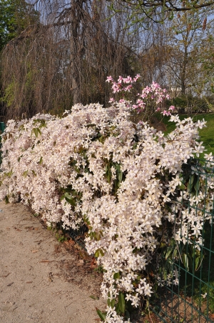 plamnek armandv Apple Blossom - Clematis armandii Apple Blossom