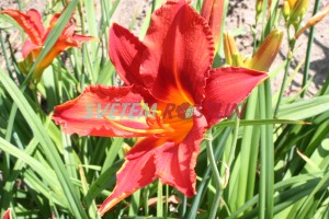 denivka hybrid Rebel Cause - Hemerocallis hybrida Rebel Cause