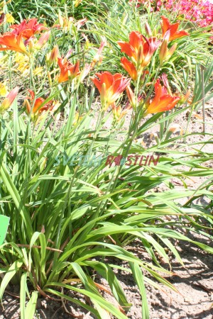 denivka hybrid Rebel Cause - Hemerocallis hybrida Rebel Cause