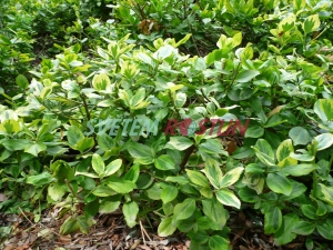 brslen Fortunev Sunshine - Euonymus fortunei Sunshine