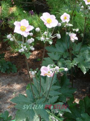 sasanka Elegantissima - Anemone Elegantissima