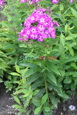 plamenka latnat Lilac Flame - Phlox paniculata Lilac Flame