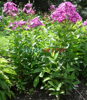 plamenka latnat Lilac Flame - Phlox paniculata Lilac Flame