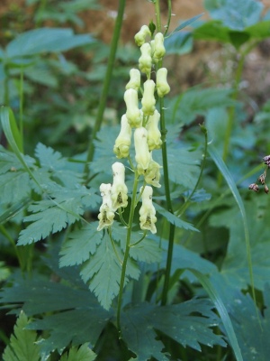 omj vl mor - Aconitum lycoctonum