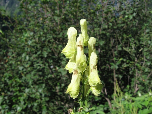 omj vl mor - Aconitum lycoctonum