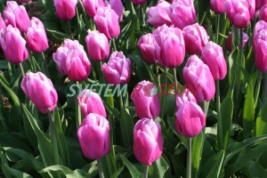 tulipn Holland Beauty - Tulipa Holland Beauty