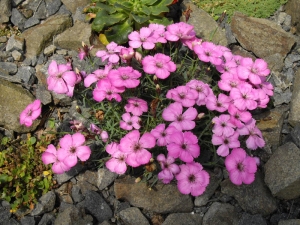 hvozdk pav - Dianthus pavonius