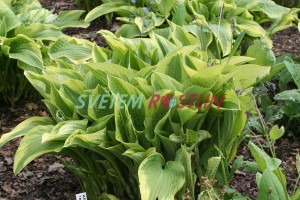 bohyka Moerheim - Hosta fortunei Moerheim