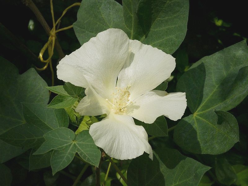bavlnk bylinn - Gossypium herbaceum