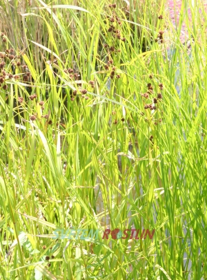 skpina tmavozelen - Scirpus atrovirens