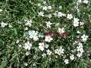 ater plaziv - Gypsophila repens