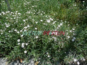 ater plaziv - Gypsophila repens