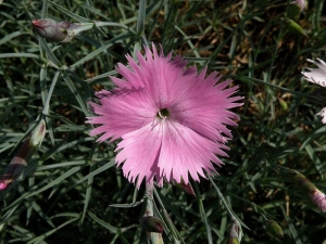 hvozdk pit - Dianthus plumarius