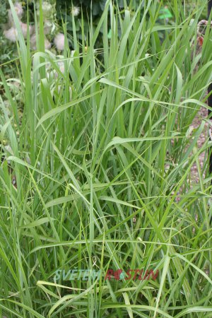 ozdobnice cukrov Robustus - Miscanthus sacchariflorus Robustus