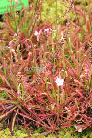 rosnatka kapsk Rubra - Drosera capensis Rubra