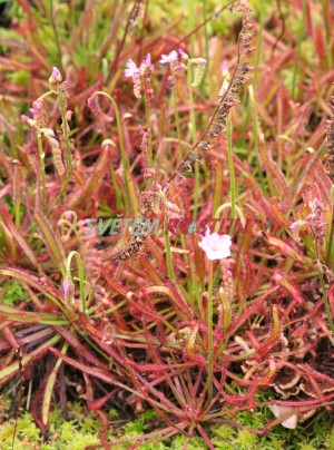 rosnatka kapsk Rubra - Drosera capensis Rubra