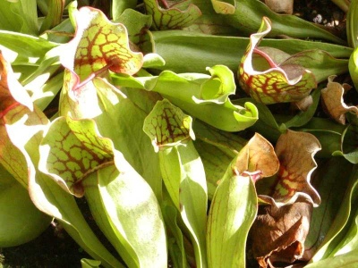 pirlice nachov - Sarracenia purpurea