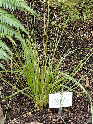 Austroderia richardii