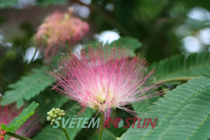 albzie rov - Albizia julibrissin