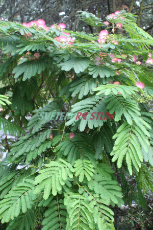 albzie rov - Albizia julibrissin