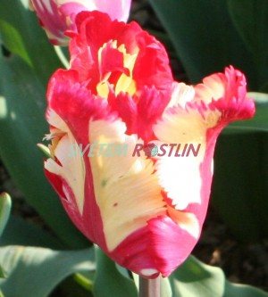 tulipn Flaming Parrot - Tulipa Flaming Parrot