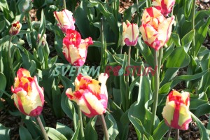 tulipn Flaming Parrot - Tulipa Flaming Parrot