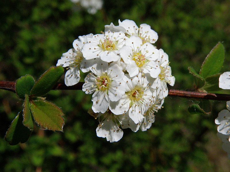 tavolnk vznan - Spiraea  arguta