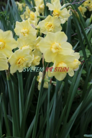 narcis Yellow Cheerfulness - Narcissus Yellow Cheerfulness