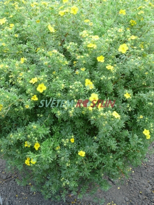 mochna Flamenco - Potentilla Flamenco