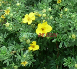 mochna Flamenco - Potentilla Flamenco