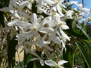 plamnek armandv - Clematis armandii