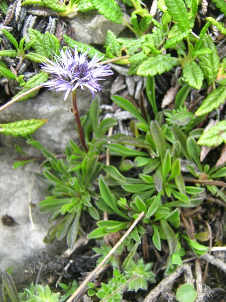 koulenka srditolist - Globularia cordifolia