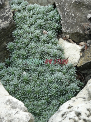 drneka - Androsace vitaliana subsp. praetutiana