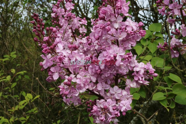 ek hyacintokvt - Syringa  hyacinthiflora