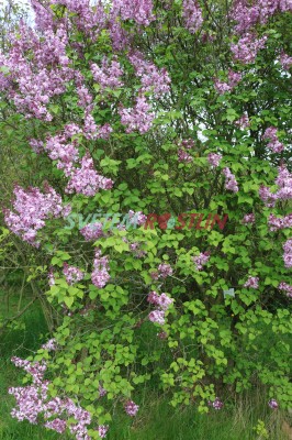 ek hyacintokvt - Syringa  hyacinthiflora