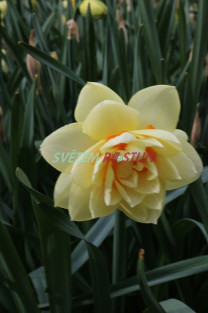 narcis Manly - Narcissus Manly