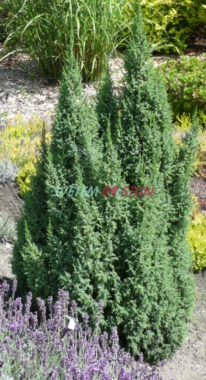 jalovec šupinatý Loderi - Juniperus squamata Loderi