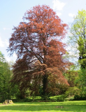 buk lesn Atropunicea - Fagus sylvatica Atropunicea