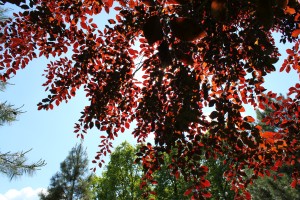 buk lesn Atropunicea - Fagus sylvatica Atropunicea