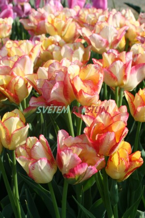 tulipn Aquila - Tulipa Aquila