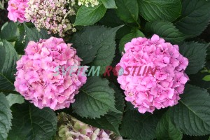 hortenzie velkolist Hamburg - Hydrangea macrophylla Hamburg