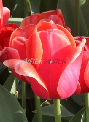 tulipn Ad Rem - Tulipa Ad Rem