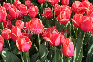 tulipn Ad Rem - Tulipa Ad Rem